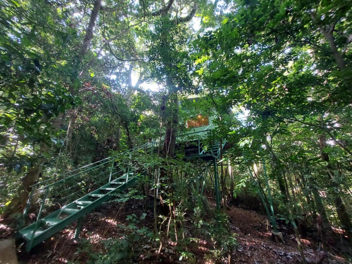 Jungle Living Tree Houses Monteverde Zewnętrze zdjęcie